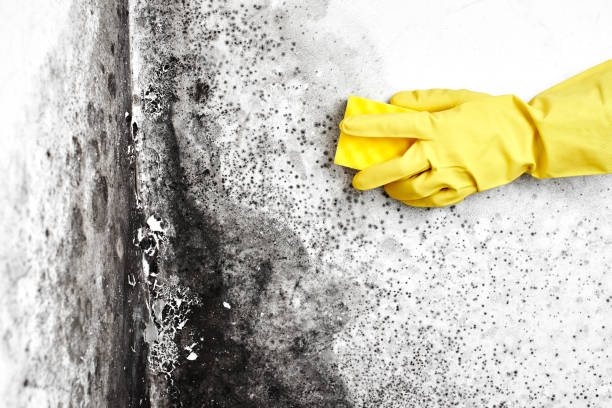 Best Mold Damage Repair  in Martinez, GA