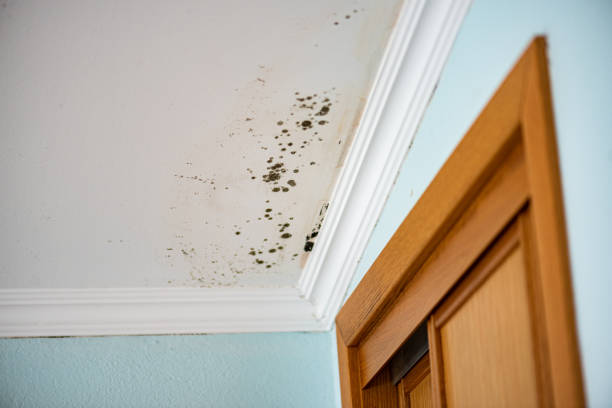 Best Mold Testing  in Martinez, GA