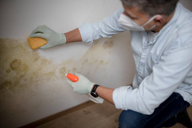 Best Attic Mold Removal  in Martinez, GA
