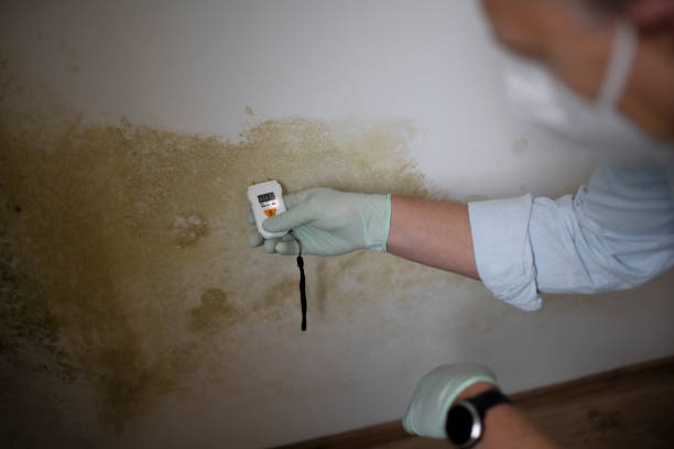 Best Fast Mold Removal  in Martinez, GA