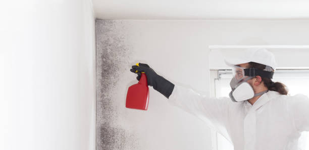 Best Attic Mold Removal  in Martinez, GA