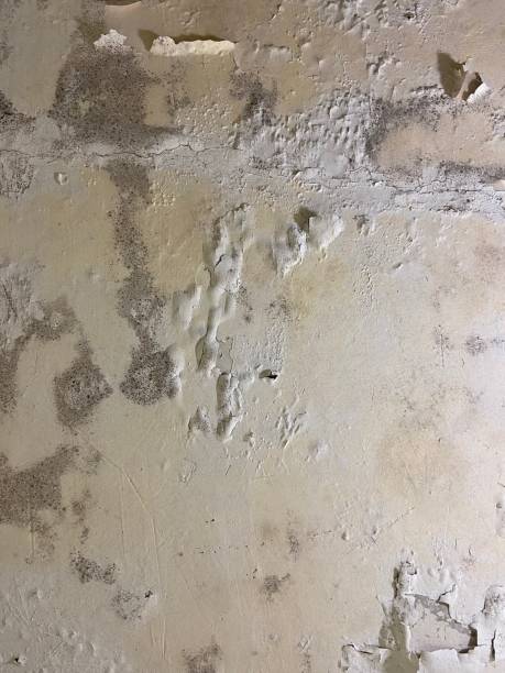 Trusted Martinez, GA Mold Removal Experts