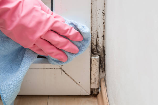 Best Mold Damage Repair  in Martinez, GA