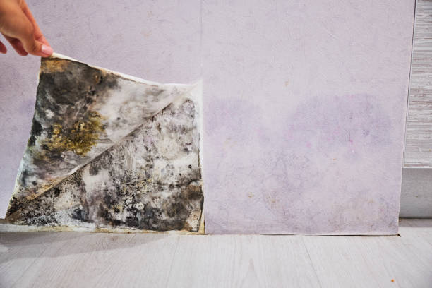 Best Affordable Mold Removal  in Martinez, GA